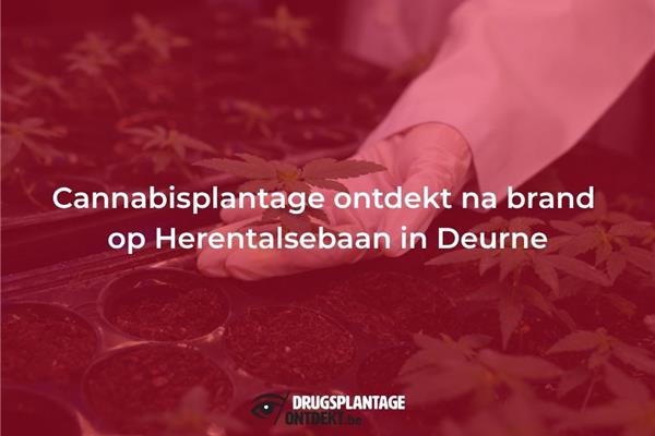 Deurne - Cannabisplantage ontdekt na brand op Herentalsebaan